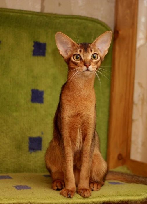 Абиссинский котенок с правом разведения