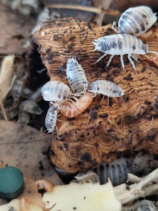 Isopody prosionki Porcellio laevis "dairy cow" krówki