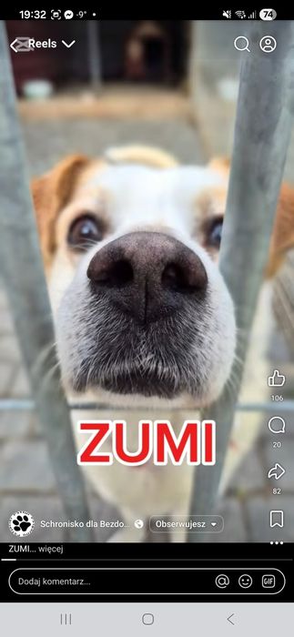 Blagamy o dom dla Zumiego