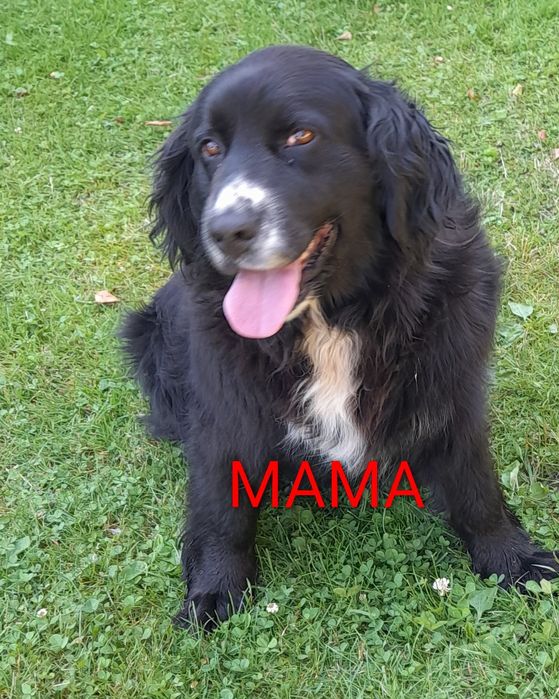 Mam do oddania Suczkei