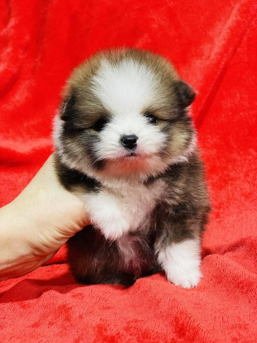 Міні хлопчик мішка