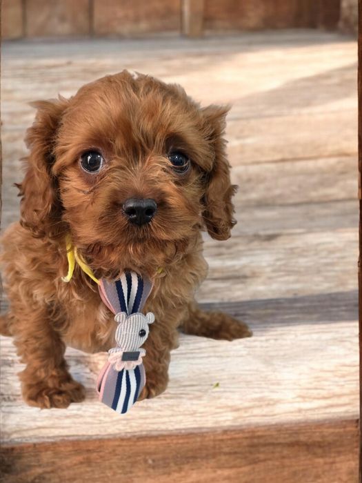 Cavapoo Samiec do odbioru badania genetyczne