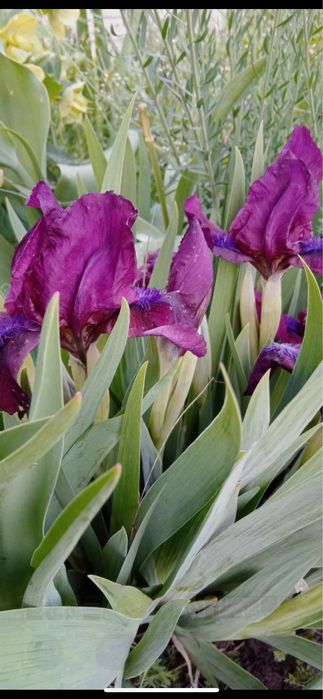 Іриси, цибулька, алліум