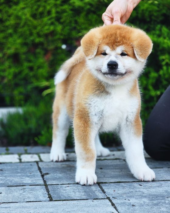 Akita Inu FCI/ZKwP już Do ODBIORU