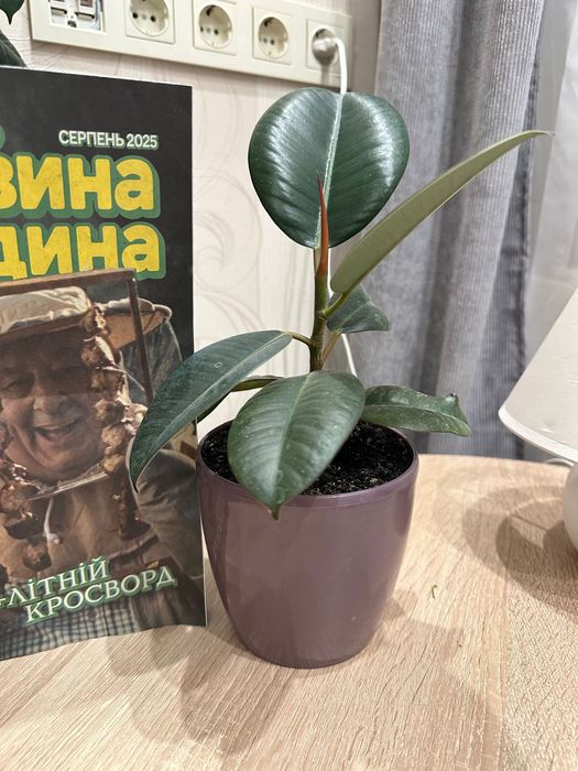 Продам Фікус в горщику