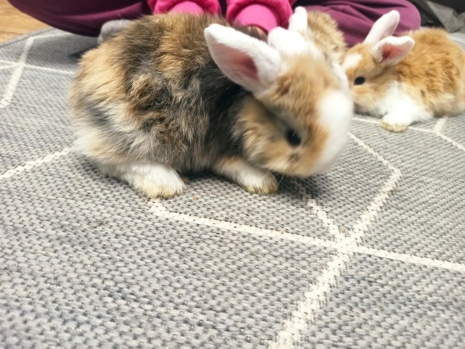 Królik miniaturek - baranek