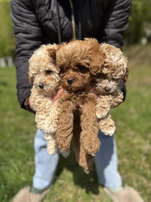 Мальтипу з паспортом