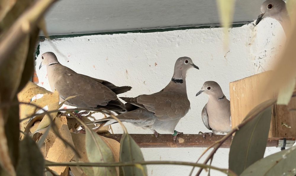 Streptopelia decaocto (Criador Registado ICNF)