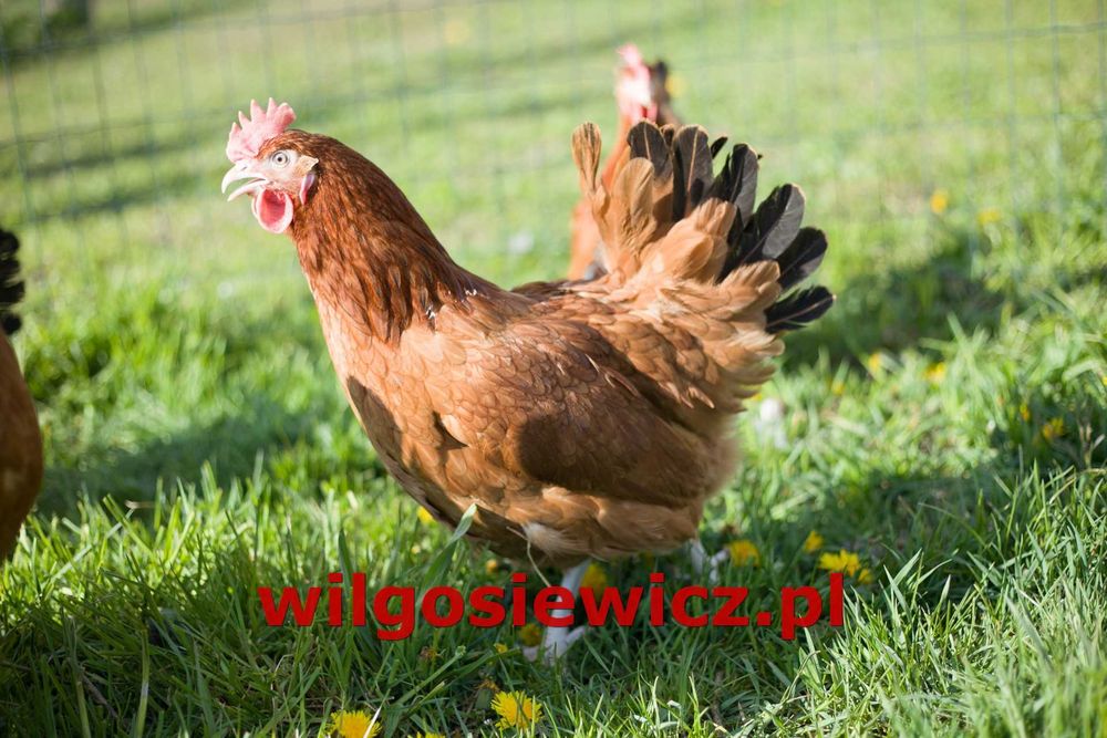 Kury Kokoszki Nioski