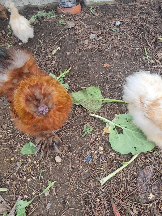 Ovos Sedosas do Japao Barbudas