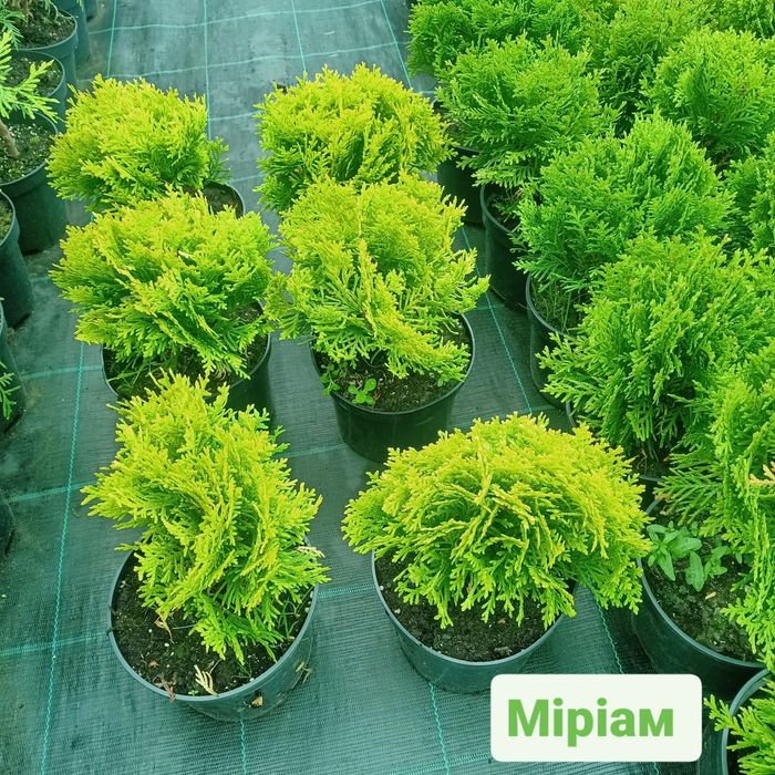 Туї кульки Даніка, Хоссері та Міріам