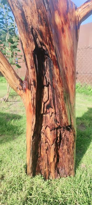 Pniak z świerku lakierowany