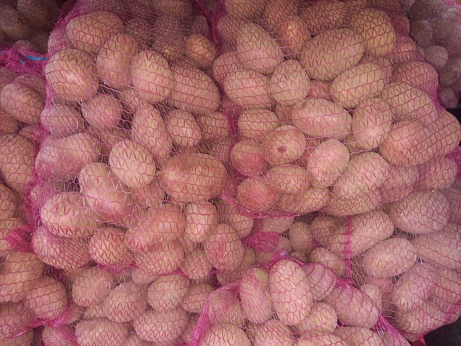 ziemniaki czerwone baltic rose