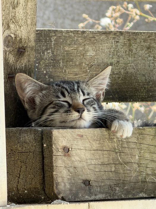 Gatas para adoção