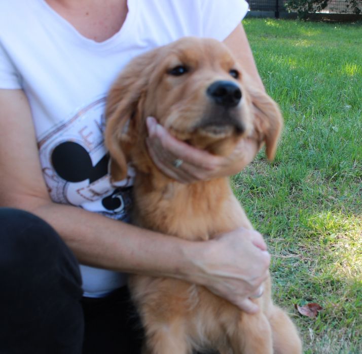Szczeniak Golden retriever już do odbioru