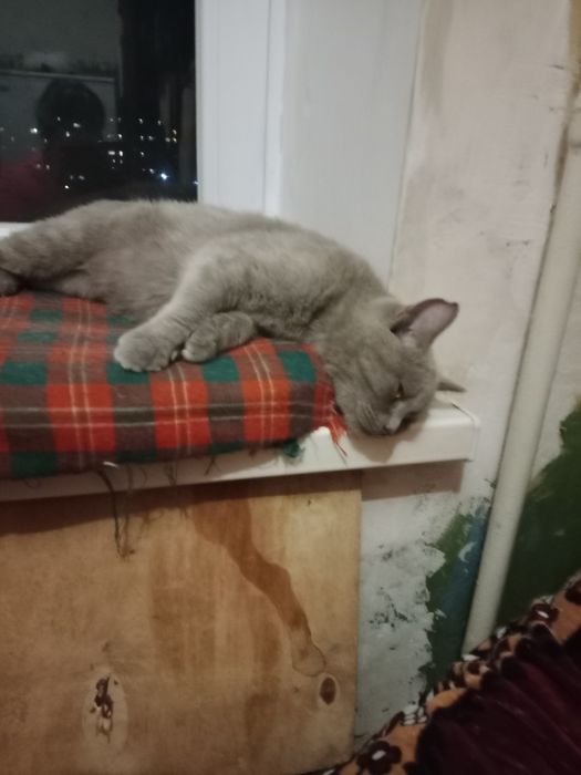 Котик британец кастрированный в добрые руки