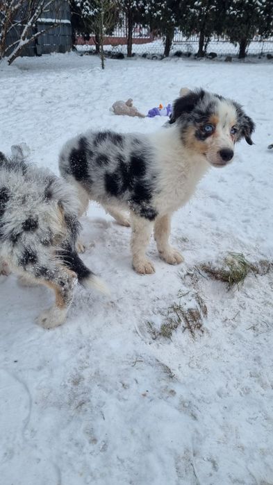 Border Collie piesek blue merle tricolor