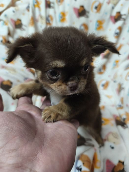 Chihuahua chocolate  lindíssima