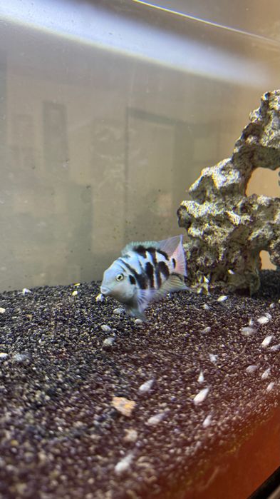 Peixes Papagaio Blue Saphire