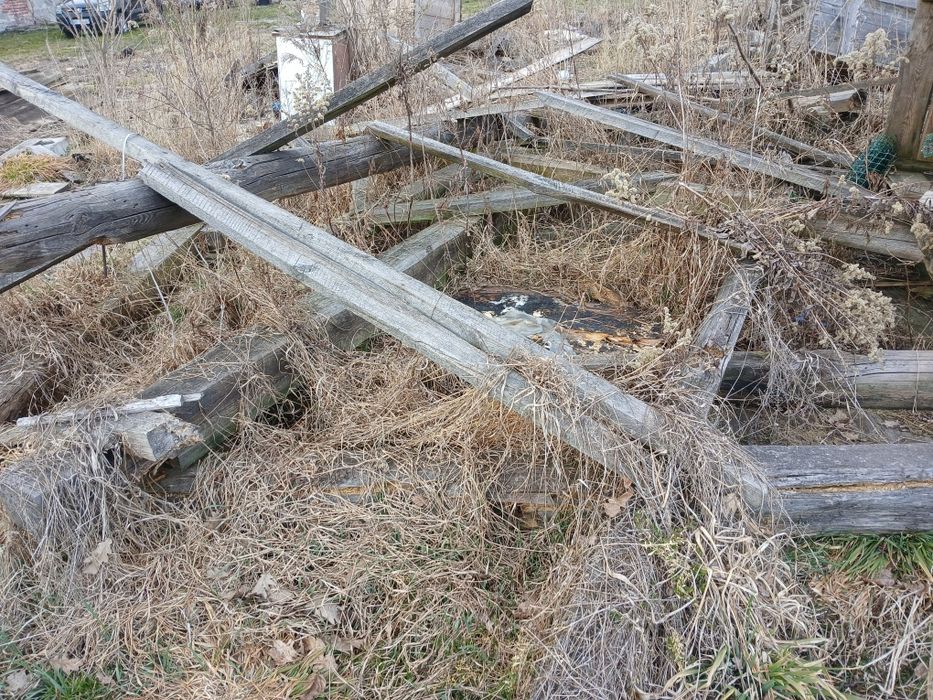 Oddam drzewo za darmo