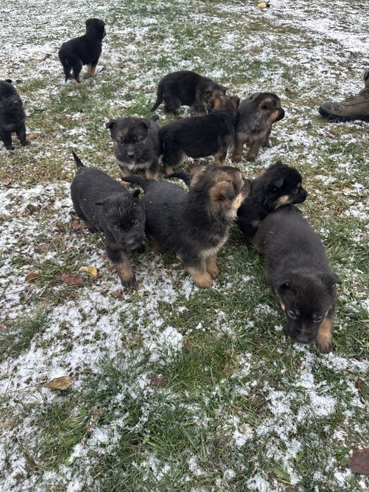 Цуценята вівчарки