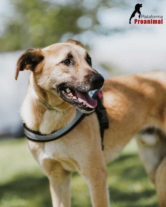 PAULO - Cãozinho para Adoção