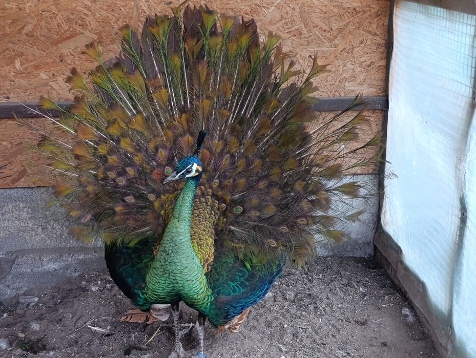 Szmaragd 2024r Samiec