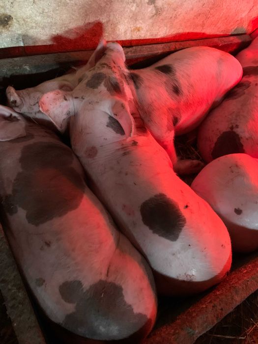 Поросята  3000 грн.