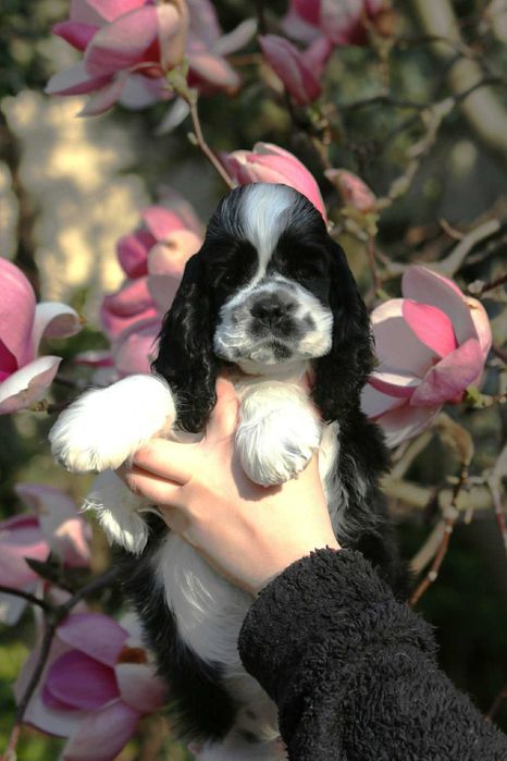 Cocker Spaniel Amerykański  ZKwP FCI