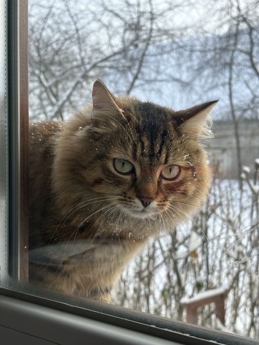 Котик безкоштовно