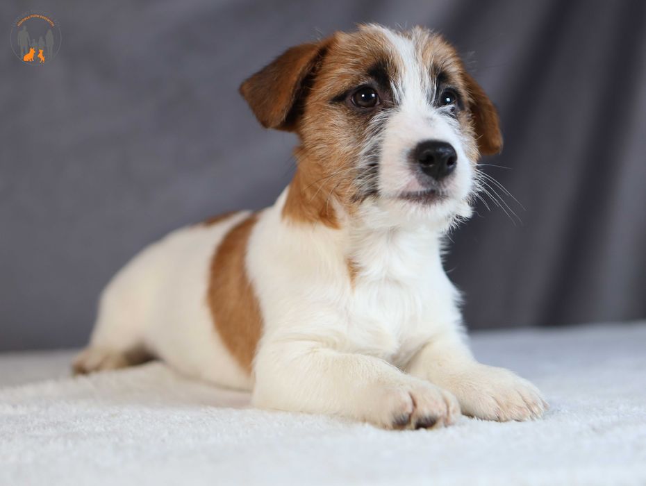 Jack Russell Terrier piesek po ChPL, bardzo grzeczny , badania gen na choroby