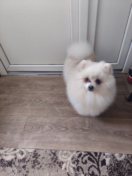 Померанський шпіц