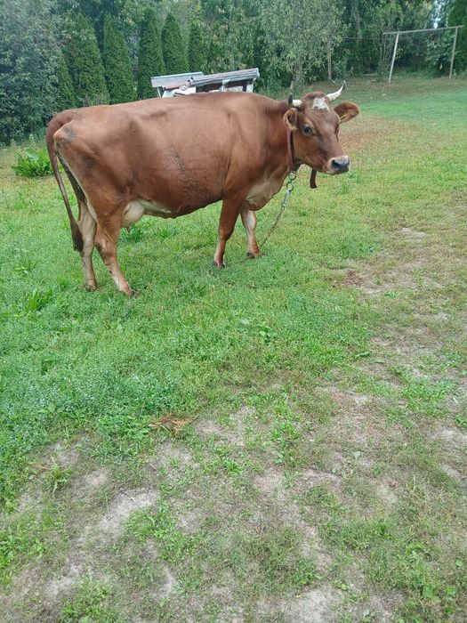 Krowa rasy  jersey