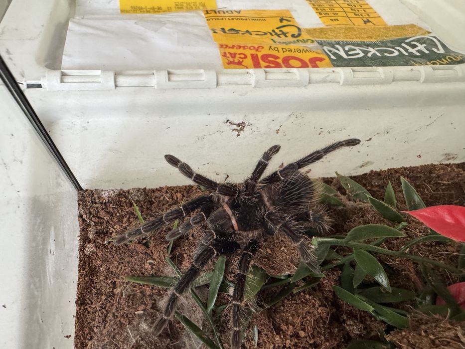 Pająk lasiodora patahybana  samica