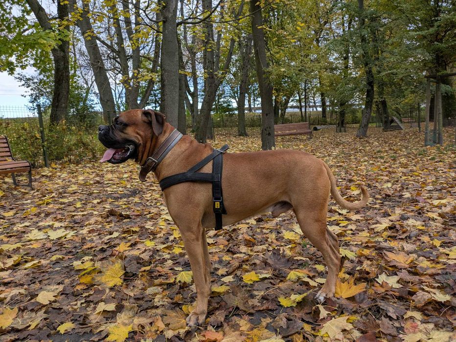 Bokser Reproduktor krycie, lubelskie