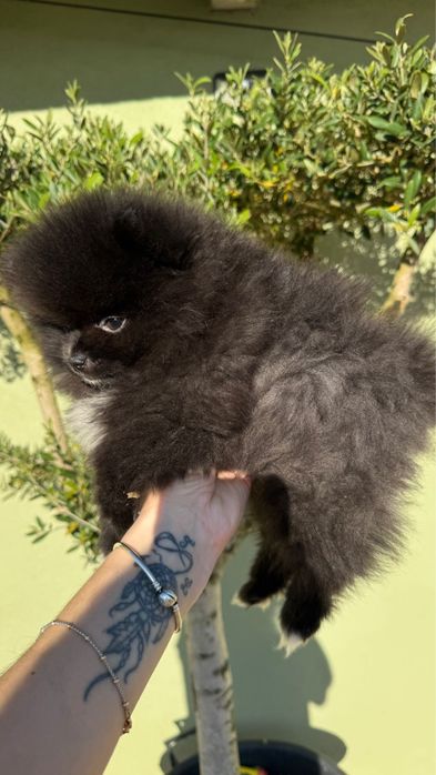 Menino Lulu da Pomerania