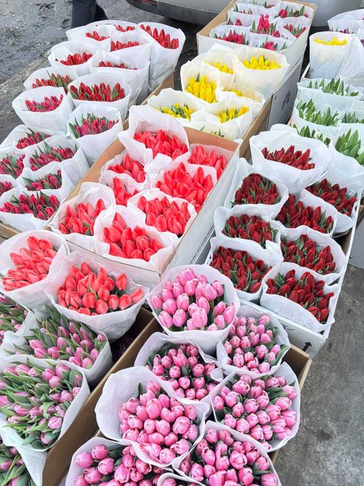 Тюльпани САМАР опт, роздріб, доставка