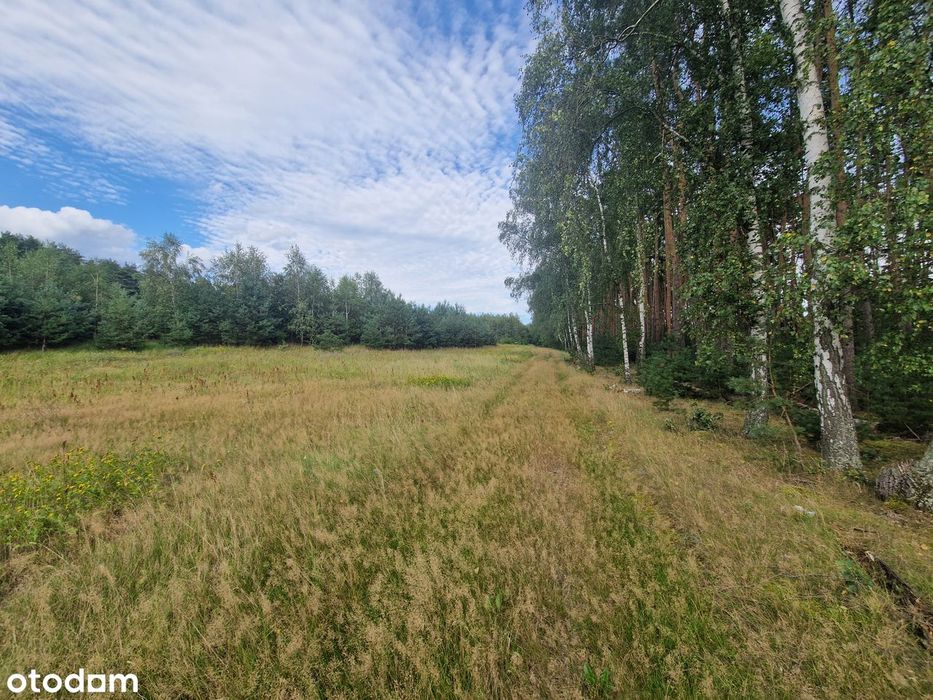 Chorzępowo działka budowlana 2295 m2 JEZIORO pod lasem MPZP Sieraków