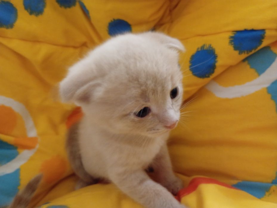 Вислоухе Кошеня персиковий