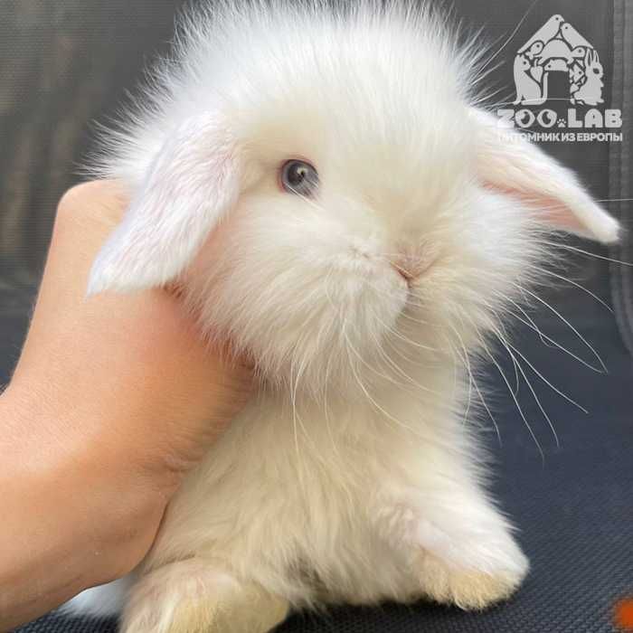 Карликовый мини кролик минилоп вислоухий. Питомник!