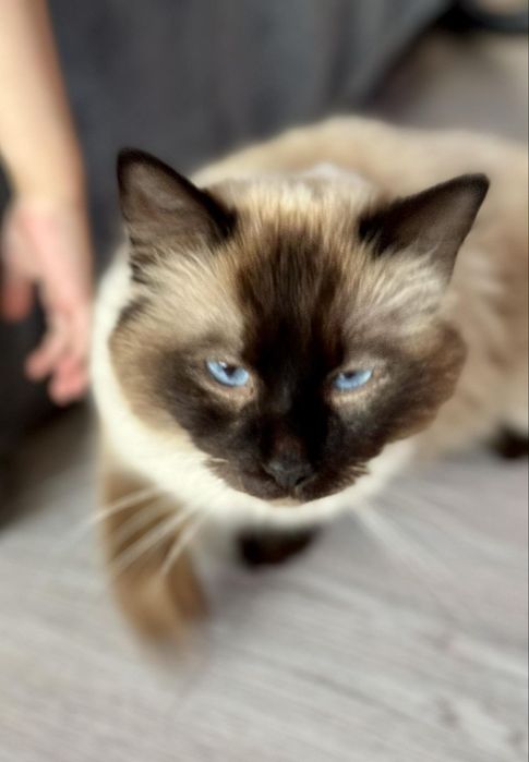 Sprzedam kotkę Ragdoll