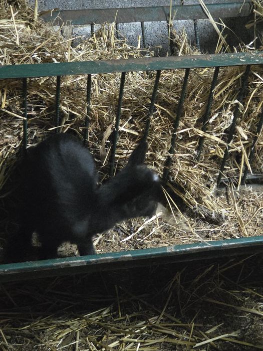 RESERVADA -Cabrita anã bebe