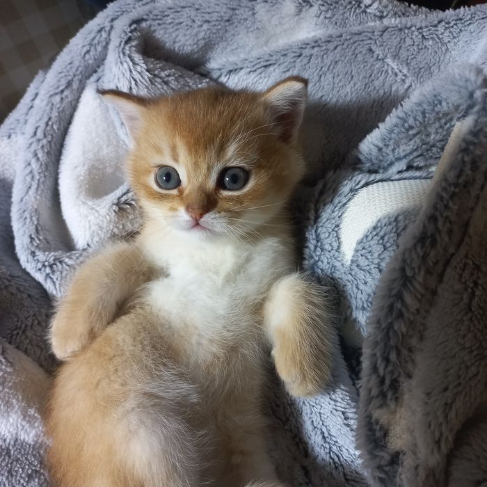 Вязка .Кот золотая шиншилла.