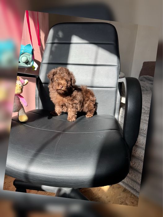 Шоколадний той пудель Доставка за Кордон