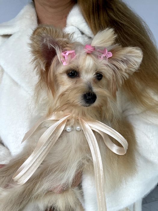 Помапу — Це не просто цуценята  це любов у формі собаки