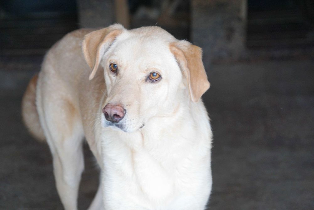 BINIO - śliczny strszy psiak w typie labrador