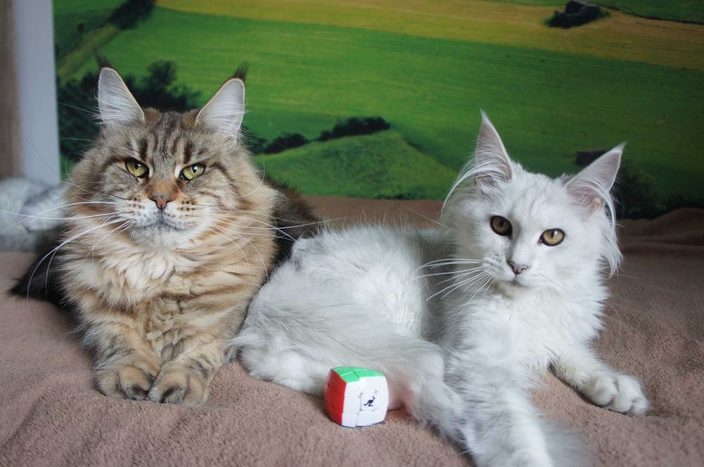 kotka Maine Coon  -FPL  bardzo jasne srebro - ojciec shaded - 6 mes.