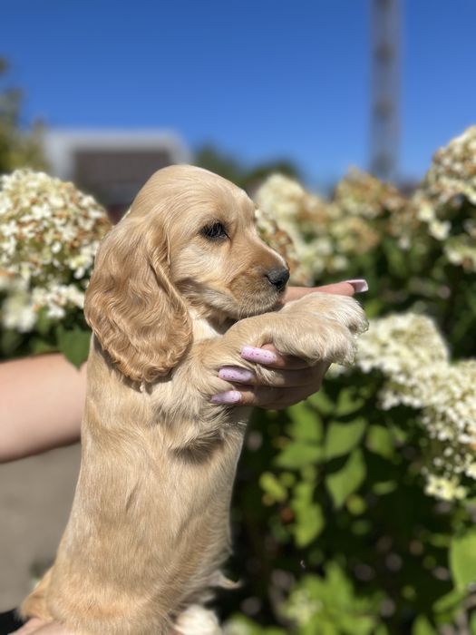 piesek cocker spaniel angielski