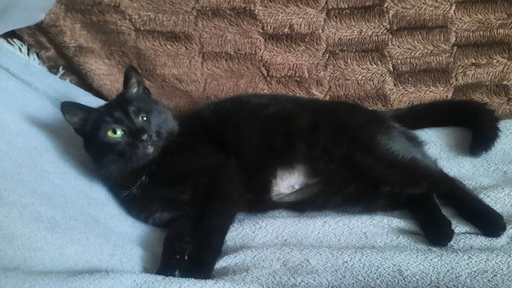 Киця безкоштовно в добрі руки