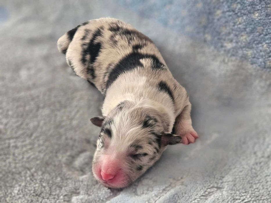 Border Collie piesek blue merle FCI ZKwP